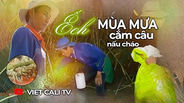 Mùa mưa cắm câu Ếch nấu cháo | Độc lạ Miền Tây | VIệt Cali TV Official. #mientay  #miềntây