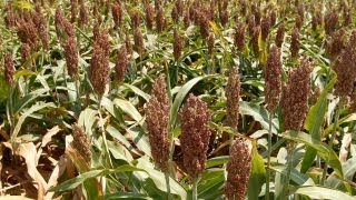 Impact of Trump's deregulation push on America's farmers