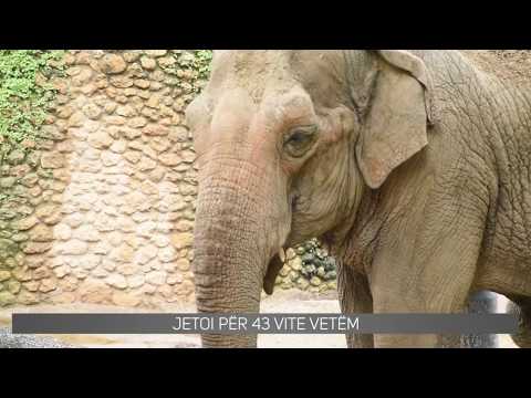 Video: Elefanti më i madh në botë