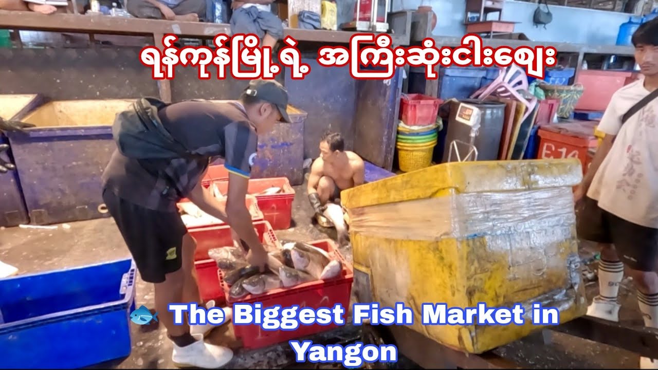 Yangon Wholesale Market Tour: Fish & Veggies! ရန်ကုန် ရဲ့ အကြီးဆုံးငါးစျေး