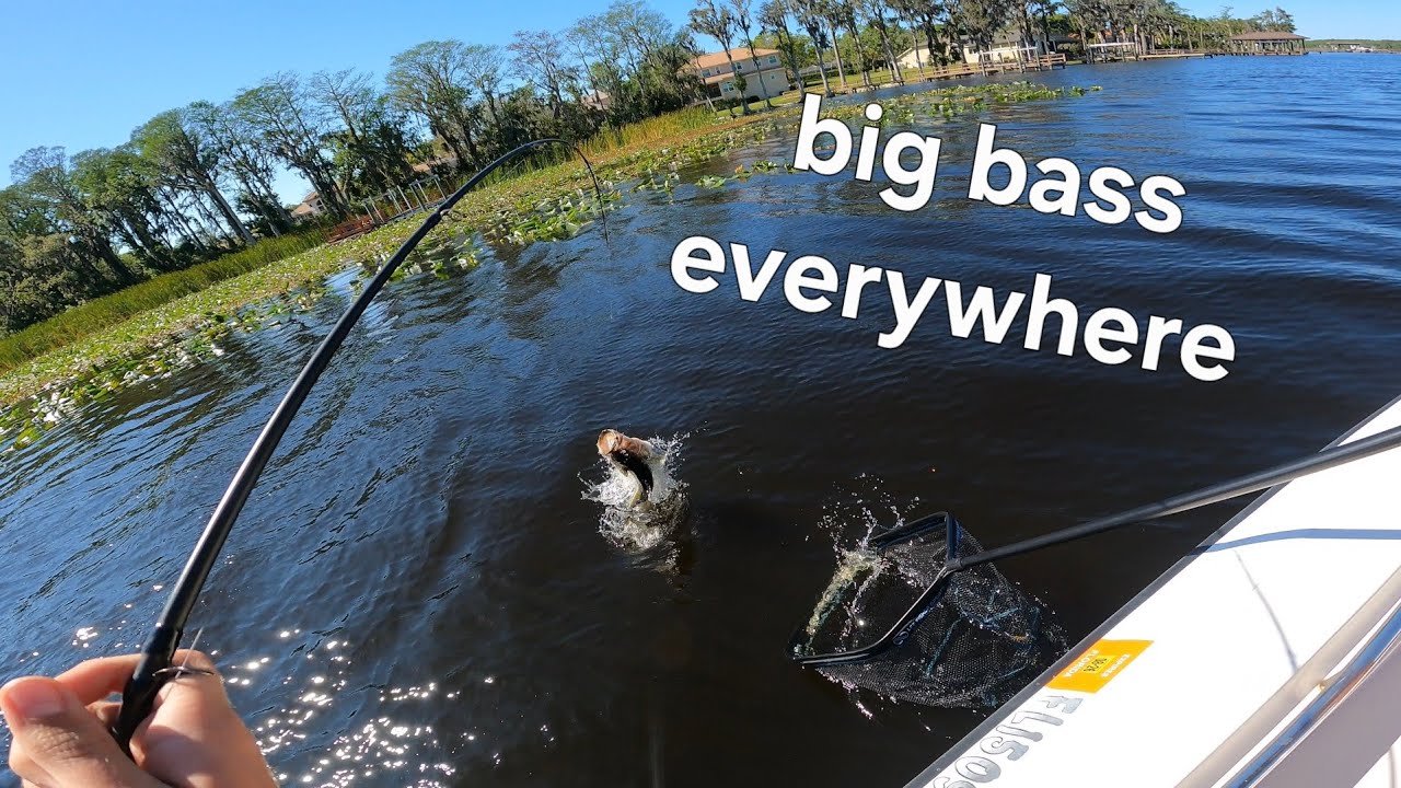 The BIG bass were everywhere!!