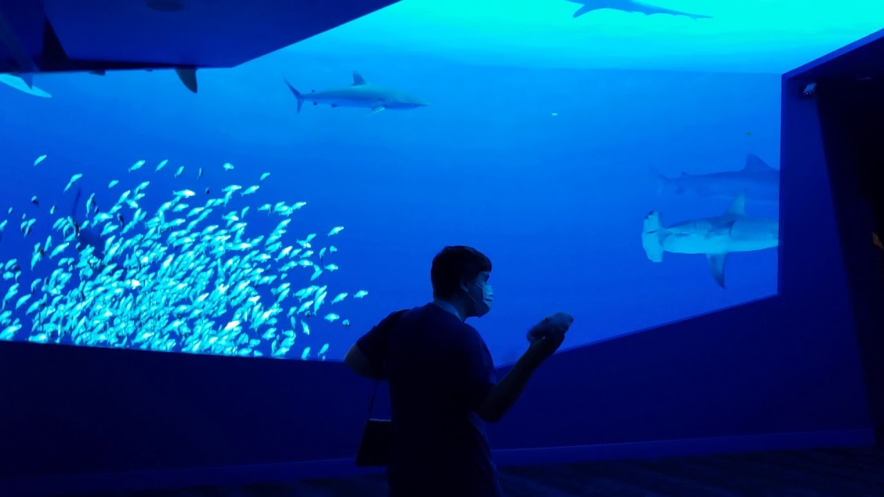 Aquarium Shark Exhibit opening day YouTube