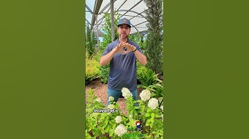 Panicle Hydrangeas Are Built Different 💪🌿