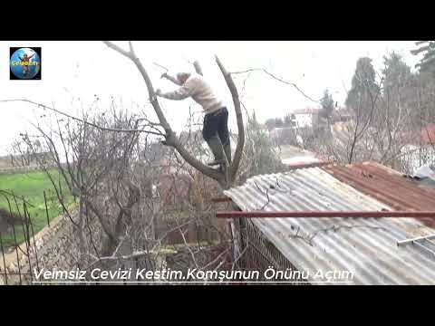 Çelpez.tv: Bahçemdeki Verimsiz Cevizi Kestim Komşunun Önünü Açtım.