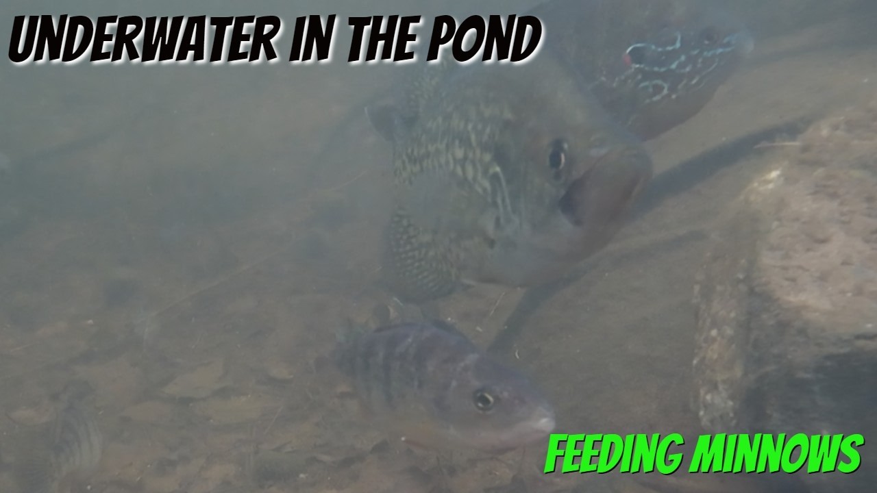 Feeding Pond Fish Minnows pond fish YouTube feeding-pond-fish-minnows-pond-fish-youtube