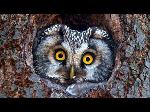 Czech Wildlife | Showreel 2019