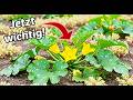 Fast jeder vergisst das jetzt bei seinen Zucchini Pflanzen!