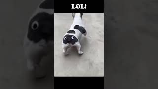 #funny #beautiful  #dog | #subscribe #shorts #youtubeshorts #viral #trending #trendingshorts  #reels