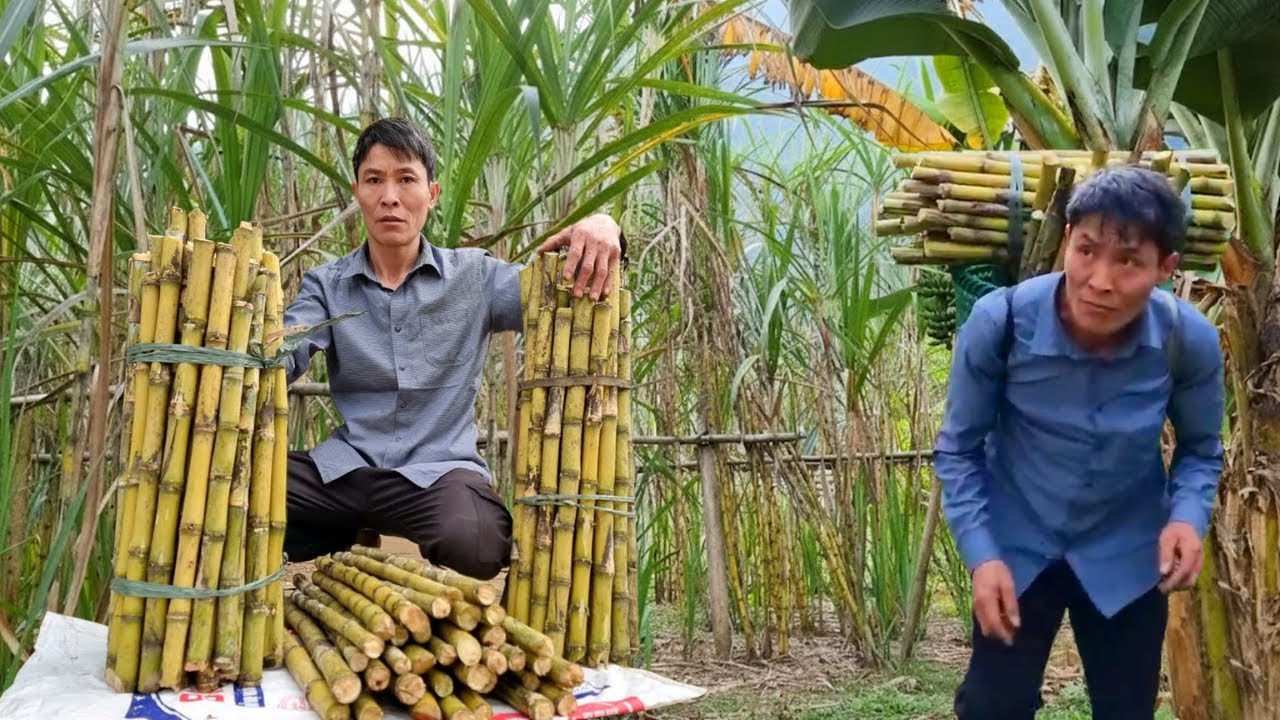 Harvesting Fresh Sugarcane and Selling at Local Market | Peaceful Gardening Life