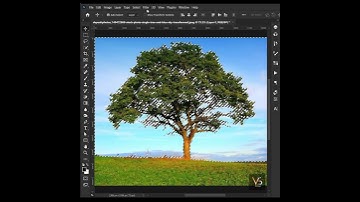 How to Cut Out a Tree in Photoshop | #shorts #photoshop_tutorial