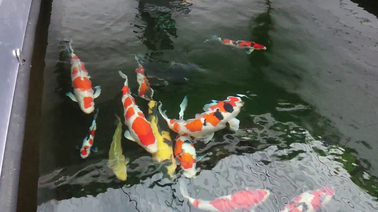 Grow on pond Christmas 2019 🙂 YouTube