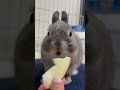 時折聞こえる「ﾌﾟｷｭ」の音#うさぎ#bunny