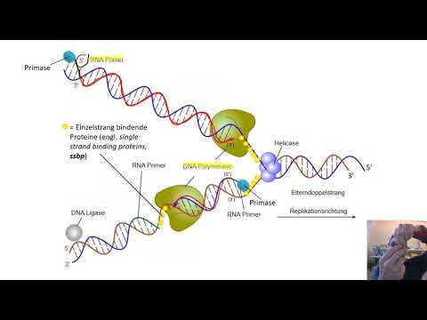 Video: Hvordan Opretholdes Epigenetisk Information Gennem DNA-replikation?