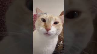 Crosseyed kitty gets pets 🤍✨ #siamese #cats #funnycats #flamepoint #catshorts