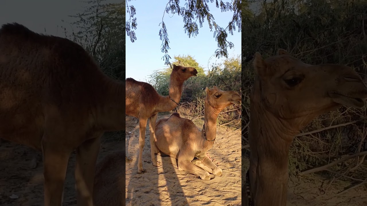 Male camel jumped over female camel 
