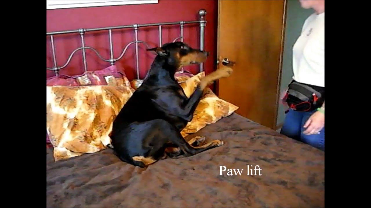 Why Does My Dog Not Like To Be Petted Why Does My Dog Not Like To Be Petted