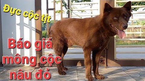 Báo giá mông cộc nâu đỏ đực cộc tịt boss dog mông cộc