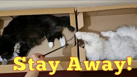 Video 242831: fight catfight persiancat, persiancat cats catlover, persiancat catlover cute