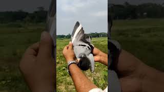 #ইসলামিক_শর্ট_ভিডিও #ওয়াজ_বাংলা #islamicshortvideo #kabootarloft05 #loft801 #ওয়াজ_বাংলা #pigeon101