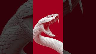 Red Flame White Python #videowallpaper