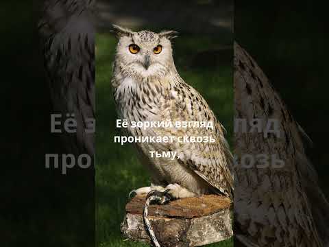 Мудрость совы #relax #животные #calmshorts #animals #facts