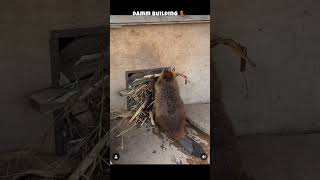 Damm building 🦫 #beavers #beavers #animals #shortsvideo #shortsfeed #youtubeshorts