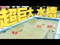 学校のプールにサメが！ 高知のむろと廃校水族館に行ってみた！【高知観光】