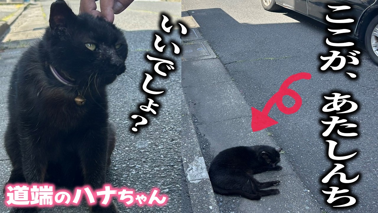 人間の都合で捨てられ、道端で暮らす黒猫ハナちゃんを預かった日