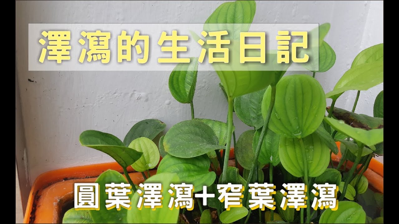 澤瀉的生長日記Caldesia grandis Samuel YouTube
