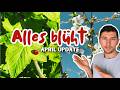 Monatliche Gartentour: APRIL - Alles blüht - Habe ich zu viele Erdbeeren? - Erste Ernte
