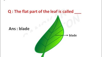 NSO class 4 |  how plants make food | science olympiad class 4 |