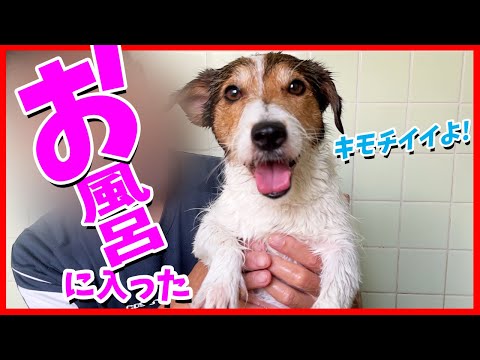 ジャックラッセルテリアのカイ、お風呂に入りまーす^^