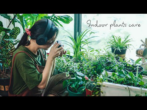 वीडियो: इनडोर पौधों की देखभाल के लिए 10 नियम