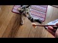 ネコに刺身をあげる cat eating Sashimi