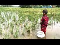 Best Amazing Village Little By Hook Fishing in After Rainy Season ~ Traditional Hook Fishing