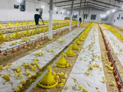 جدیدترین تجهیزات مرغداری مرغ گوشتی در افغانستان