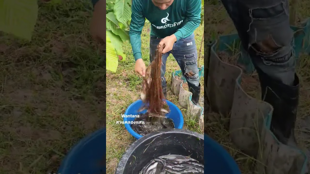 สร้างแหล่งอาหารที่มั่นคงยั่งยืน #ปลาดุก #canal #nature #คลองไส้ไก่ #เกษตรผสมผสาน #automobile