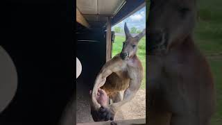 The kangaroos in Texas seem to be even bigger than the ones in Australia  #SHORTS