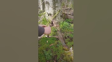 Tree Anchor with Cordelette