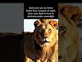 Lions can see six times better than humans, their eyes built to hunt in darkness under moonlight.