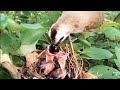 Yellow-vented bulbul birds Have fruit for your child to eat [ Review Bird Nest ]