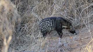 African Civet In Daylight