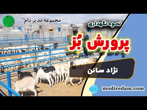 نحوه نگهداری و پرورش بز نژاد سانن