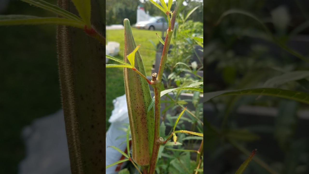 Clemson Spineless Okra growing, harvesting, and seed saving tips YouTube