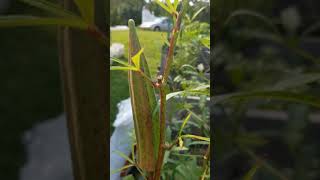 Clemson Spineless Okra- growing, harvesting, and seed saving tips