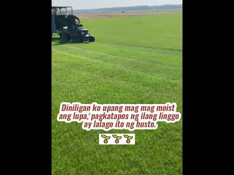 Video: Paano Magtanim ng Muhly Grass Seeds – Paghahasik ng Muhly Grass Seeds Sa Hardin