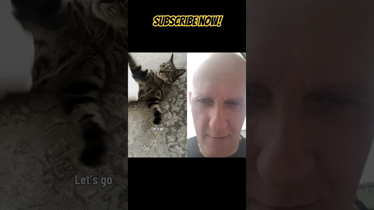 Angry Kitty #catvideos
