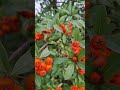 Bright orange berries #shortvideo #tree #fruits #foryou #nature