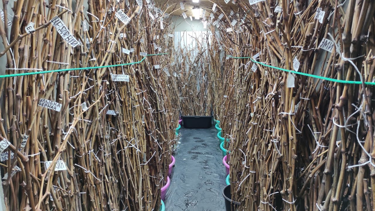 50% СКИДКА НА ВСЁ ЧТО ЕСТЬ В НАЛИЧИИ НА ДАННЫЙ МОМЕНТ! Telegram, WhatsApp, Vlber и MAX +79528500417.