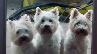 Three westies want to enter their home